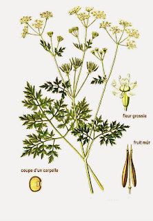 PERIFOLLO Anthriscus cerefolium 1 Plantas Aromáticas