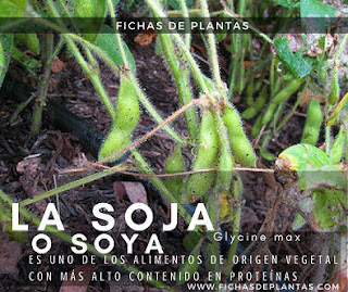 La Soja o soya una de las leguminosa más consumidas en el mundo Soja, Leguminosas en los Bosques Comestibles