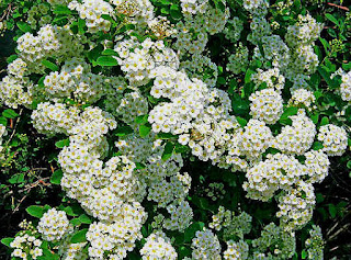 MASTUERZO MARÍTIMO ( Alyssum maritimum ) 2 Mastuerzo Marítimo, Lobularia maritima