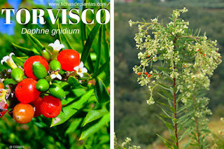 Torvisco, Daphne gnidium, Planta Toxica y Medicinal