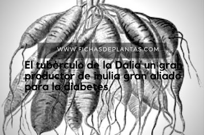 Tubérculo de la Dalia un gran productor de inulia