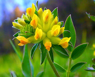Vulneraria propiedades Medicinales