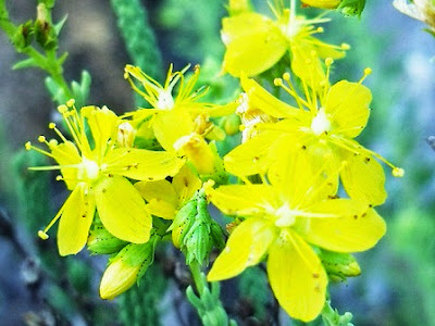 Fichas de Plantas Medicinales