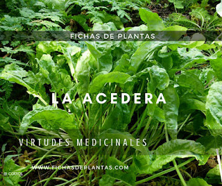 Acedera Propiedades Medicinales Acedera, Rumex acetosa, Propiedades Medicinales y Comestibles