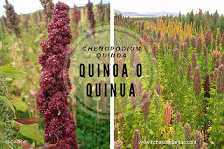 Chenopodium Quinoa Chenopodium quinoa, Quinua o Quinoa