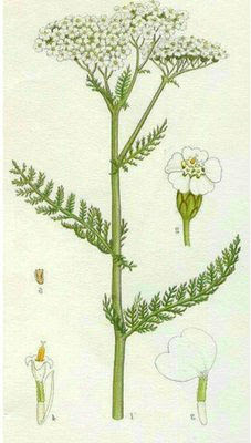 Achillea millefolium Aquilea propiedades