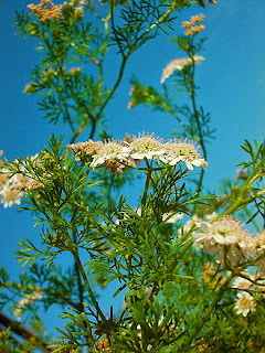 Cilantro de las plantas medicinales más usadas como tónico estomacal