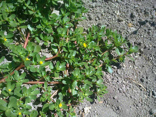 Verdolaga en Fichas de Plantas medicinales, no es una mala hierba, es una planta comestible y medicinal