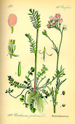 BERRO DE PRADO ( Cardamine pratensis) 1 Fichas de Plantas Medicinales
