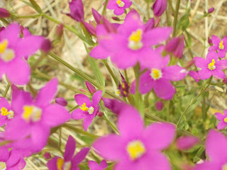 Centaura menor, Centaurium umbellatum Planta Medicinal para el hígado. del bazo y el hígado