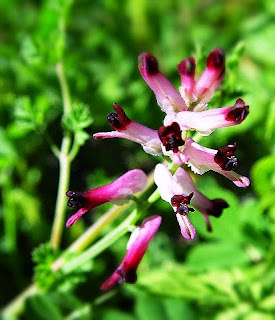 Fichas de Plantas Medicinales