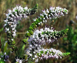 MENTASTRO (Mentha rotundifolia) Fichas de Plantas