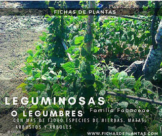 Que son las legumbres Que son las Legumbres o Leguminosas o fabáceas