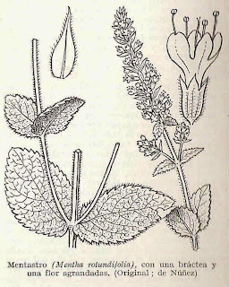 MENTASTRO (Mentha rotundifolia) 1 Fichas de Plantas Medicinales