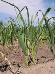 medicina alternativa con ajo remedios caseros con ajo
