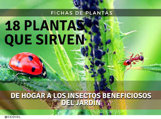 Plantas que Atraen a los Insectos Depredadores