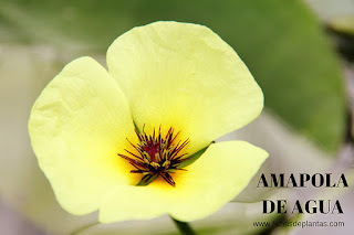Amapola de Agua o o flor de un solo día Amapola de Agua, Hydrocleys nymphoides