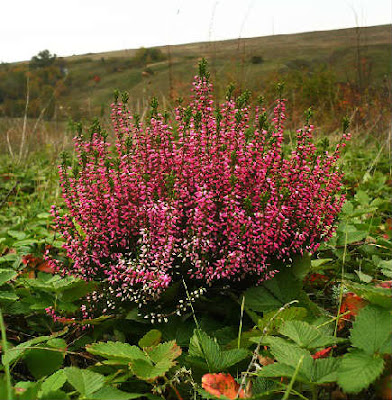 BRECINA, Calluna vulgaris Brecina, Calluna vulgaris en Fichas de Plantas
