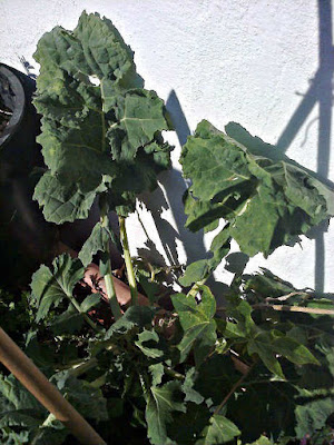 BERZA, Brassica oleracea L. BERZA, Brassica oleracea, Fichas de Plantas Medicinales del Mediterráneo