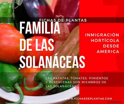 Las solanaceas, Fichas de Plantas