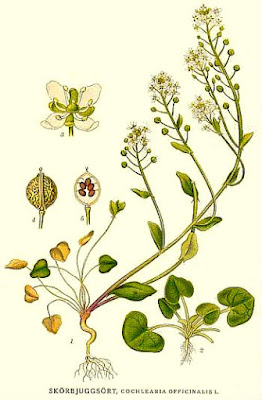 Fichas de Plantas Medicinales