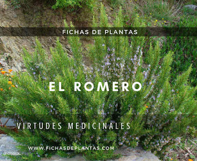 Romero plantas aromáticas 