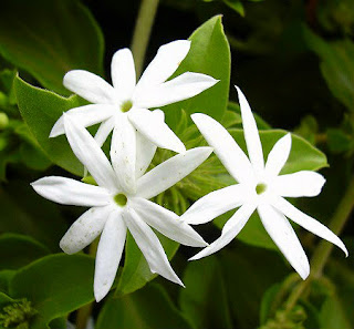 JAZMÍN Fichas de Plantas