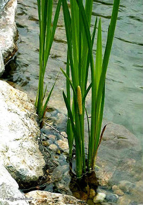 BANDERA DULCE (Acorus calamus) Bandera dulce, Acorus calamus, en Fichas de Plantas