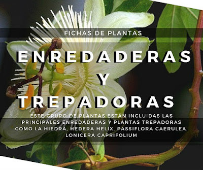 Fichas de Plantas