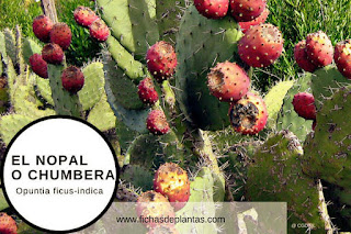 Tuna fruto del nopal en fichas de plantas medicinales