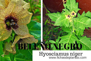Beleño Negro Beleño Negro Planta Toxica