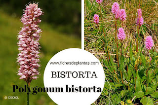 Polygonum bistorta, Planta Medicinal