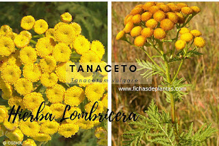 Tanacetum vulgare, Tanaceto o Hierba Lombricera