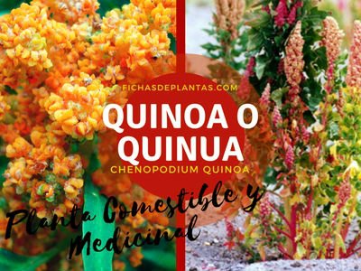 Quinoa Planta Medicinal