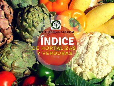 Hortalizas y Verduras