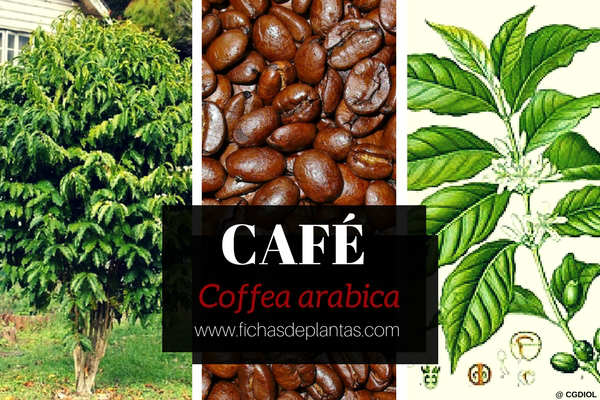 Planta del Café, Coffea arabica