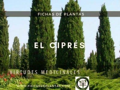 El Ciprés, Cupressus sempervirens