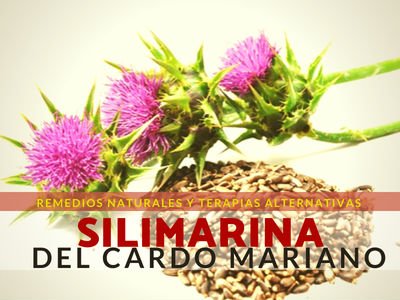 Silimarina del Cardo Mariano