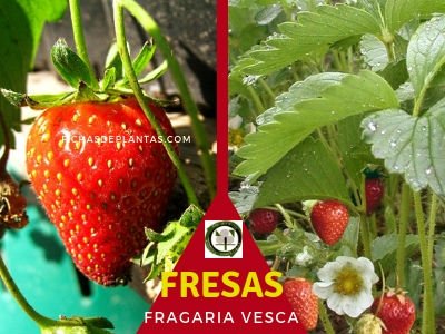 Plantas de Fresa
