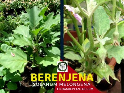 berenjena, Planta Anual