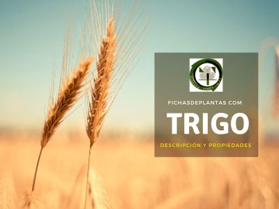 Trigo | Descripción y Propiedades