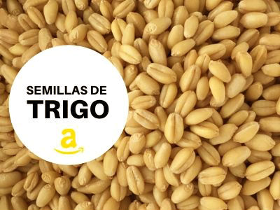 Qué variedad de trigo sembrar