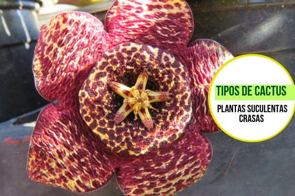 Plantas Crasas y Suculentas