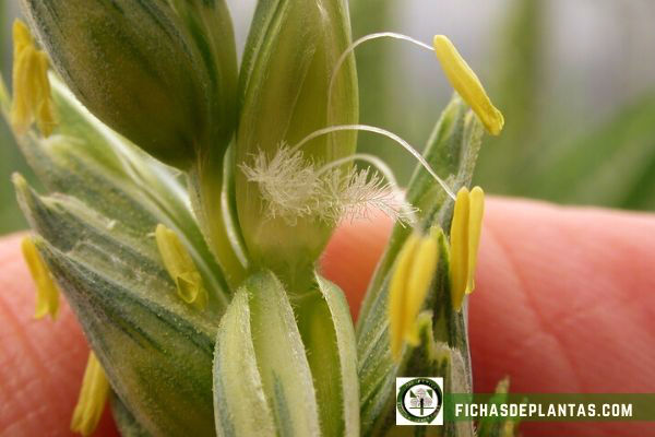 floración del trigo