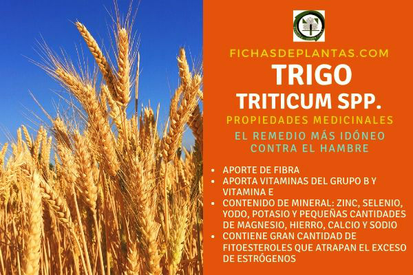 Qué propiedades tiene el trigo