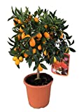 Kumquat enano árbol frutal PORTES GRATIS