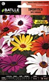 Semillas de Flores - Dimorfoteca Tapiz variado - Batlle