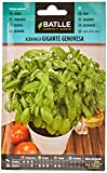 Semillas Aromáticas - Albahaca Gigante Genovesa - Batlle