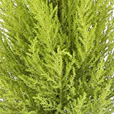 Cupresus Gold Crest - Maceta 14cm. - Altura aprox. 45cm. - Planta viva - (Envíos sólo a...