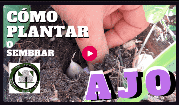 como plantar ajo